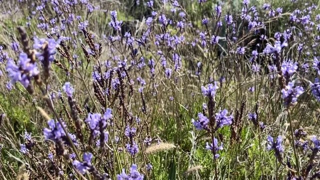 Lavandula canariensis, Mato risco, Lavanda or Romanillo purple flowers in Tenerife, Canary Island. Lavender. Natural floral background,4K.