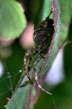 Garden cross spider (Araneus diadematus) in foliage