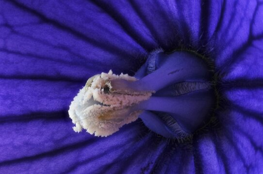 Balloon flower (Platycodon grandiflorus) - closeup of stamens