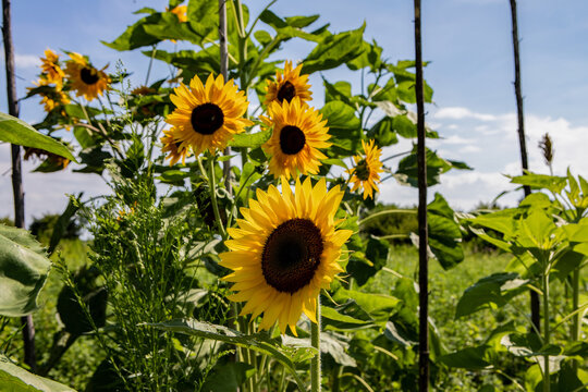 Group of Sunflowers in the field