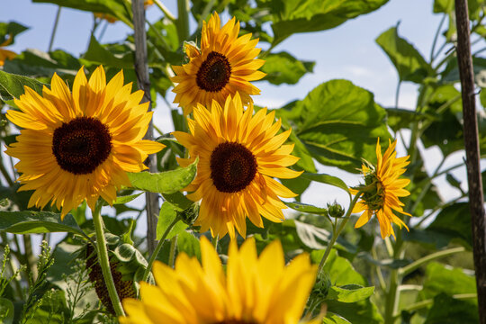Group of Sunflowers in the field