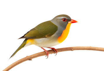 Bird Red-billed Leiothrix perched on a tree branch, "Pekin Robin", white background