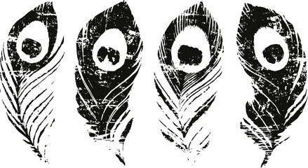 Obraz premium Grunge black peacock feathers isolated on white background, vintage ink texture design