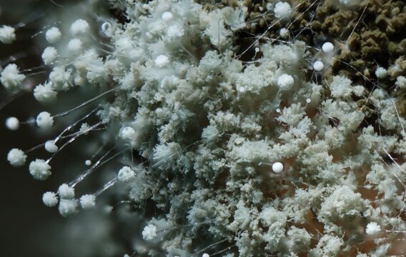 Bread mould fruiting bodies in extreme closeup