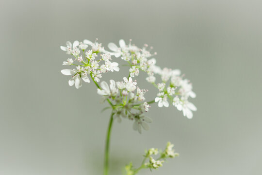 The flowers of the coriander (lat. Coriandrum sativum), of the parsley family (Apiaceae).
