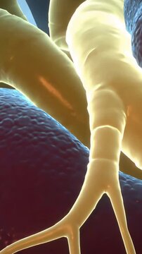 Vertical video: Orbiting camera revealing 3D heart in blue thorax, illuminating coronary branches