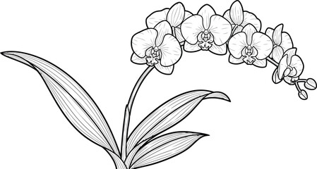 Fototapeta premium A detailed drawing of a flowering plant with long leaves and a cluster of buds