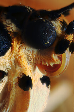 Tiget moth (Arctia caja) closeup showing proboscis and compound eye