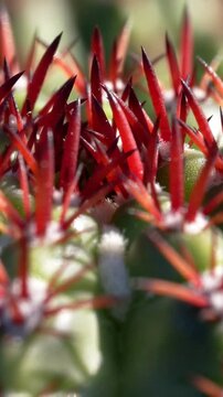 Vertical video: Lens shifting focus showing cactus tubercles in macro, red spines and white areoles
