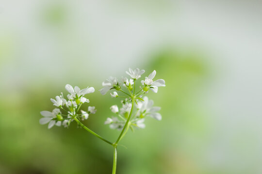 The flowers of the coriander (lat. Coriandrum sativum), of the parsley family (Apiaceae).