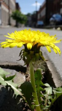 Vertical video: Camera tilting, yellow dandelion growing in crack at urban curb, revealing pappus