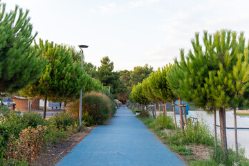 Obraz premium Scenic blue pedestrian promenade lined with young Mediterranean pine trees leading into distance at dusk. Concept of healthy lifestyle, outdoor leisure and coastal urban greenery.
