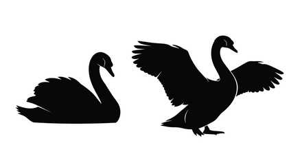 Two black swans in different poses a striking black silhouette © HN2.00