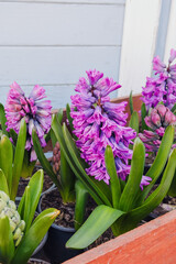 Fototapeta premium Beautiful purple hyacinth plants blooming in pots, fresh green leaves, perfect spring garden
