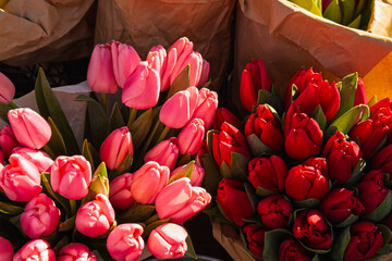 Numerous bundles of fresh vibrant pink and red tulip plants with green leaves glistening brightly