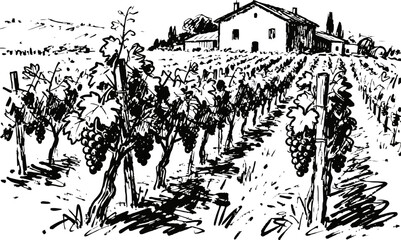 Fototapeta premium Rustic vineyard landscape with grapevines and farmhouse in countryside scenery