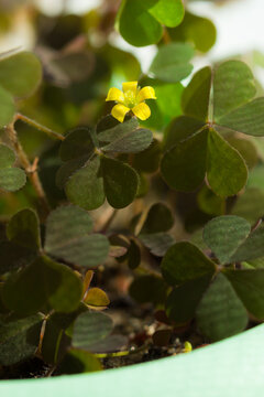 The common yellow woodsorrel (lat. Oxalis stricta) of the family Oxalidaceae.