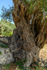 Fototapeta premium Gnarled Trunk of an Ancient Olive Tree, Corfu, Greece