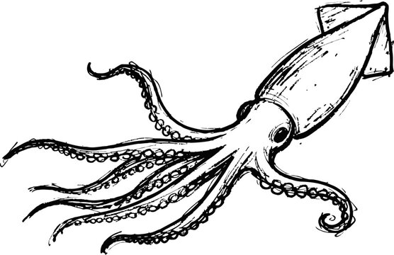 Detailed black and white squid illustration with extended tentacles and textured body