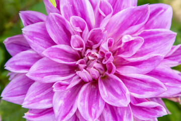 Obraz premium Dahlia flowers bush in the garden. Pink colored flower bud. Petal Plant bloom.
