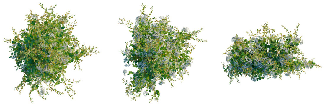 Clematis terniflora tree plan, top view, cutout, transparent background, isolate, Delicate Green Leaves Branch with Detailed Veins - Nature Stock Photo for Design and Illustration