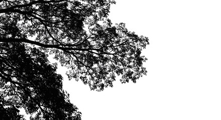 Silhouette of tree branches against a white background leaves nature black isolated canopy foliage twigs © Mamun