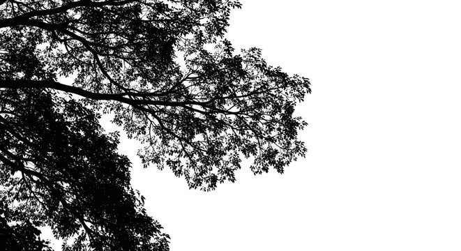 Silhouette of tree branches against a white background leaves nature black isolated canopy foliage twigs