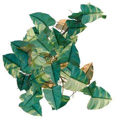 Philodendron scandens-Sweetheart tree plan, top view, cutout, transparent background, isolate, Lush green leaves with visible veins and subtle light play, perfect for botanical design. © Peter Hai