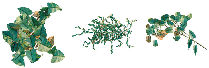 Philodendron scandens-Sweetheart tree plan, top view, cutout, transparent background, isolate, Detailed close-up of a beautiful green fern branch with intricate leaf patterns, nature © Peter Hai