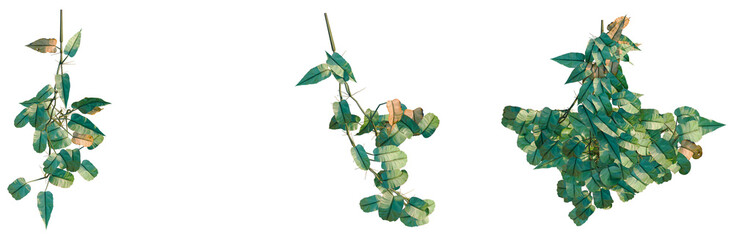 Philodendron scandens-Sweetheart tree plan, top view, cutout, transparent background, isolate, Vibrant green leaves of a lush plant, detailed close-up for nature and botanical designs. © Peter Hai