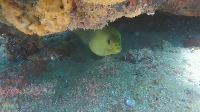 Green moray eel peeking out from rocky underwater crevice with mouth open