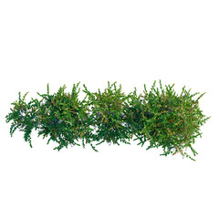 Obraz premium Wisteria sinensis tree plan, top view, cutout, transparent background, isolate, Close-up of a lush green fern plant with intricate details and vibrant colors.