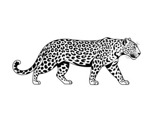 Fototapeta premium A striking jaguar walking forward detailed black and white silhouette