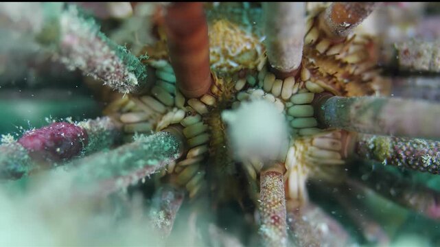 Extreme Close-up of a Sea Urchin's Tube Feet and Spines Underwater