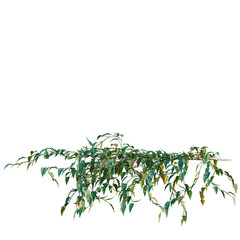 Philodendron scandens-Sweetheart tree, elevation, front view, cutout, transparent background, isolate, Vibrant green foliage and lush plant growth, detailed nature photography showcasing plant life © Peter Hai