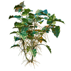 Philodendron scandens-Sweetheart tree, elevation, front view, cutout, transparent background, isolate, Detailed macro shot of a vibrant plant with intricate details and captivating natural beauty. © Peter Hai