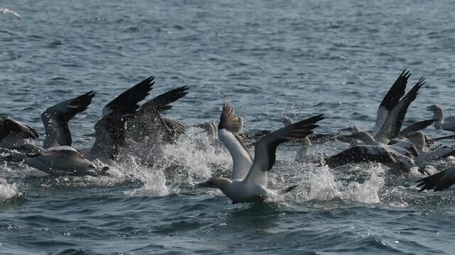 Flock of gannets diving over the calm ocean surface during the Sardine Run off South Africa&rsquo;s Wild Coast. Dozens of birds snatch silver sardines from the water in coordinated aerial hunting.