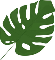 Tropical monstera leaves. Jungle plants. Symbol of the tropics. Exotic plants of large shapes and cuts. © Oleksandr