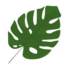 Tropical monstera leaves. Jungle plants. Symbol of the tropics. Exotic plants of large shapes and cuts. © Oleksandr