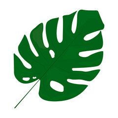 Tropical monstera leaves. Jungle plants. Symbol of the tropics. Exotic plants of large shapes and cuts. © Oleksandr