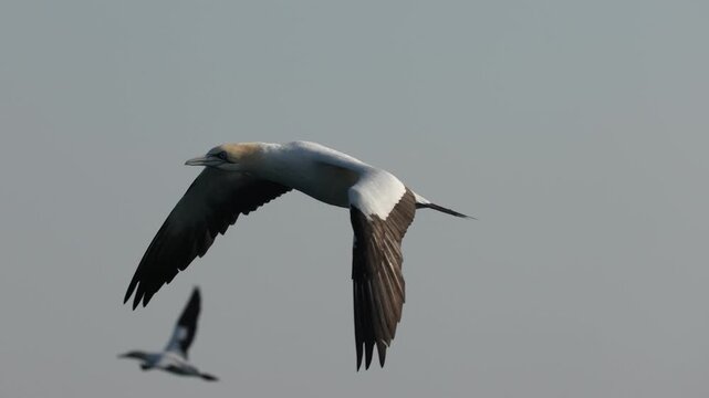 Flock of gannets diving over the calm ocean surface during the Sardine Run off South Africa&rsquo;s Wild Coast. Dozens of birds snatch silver sardines from the water in coordinated aerial hunting.