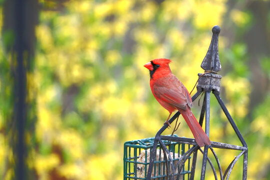 Male northern cardinal redbird perch on black ironwork against bright yellow bells forsythia. 