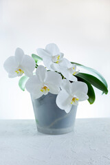 White orchid in a flower pot.