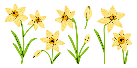 Vector set of cute yellow daffodil flowers and buds. Bright spring narcissus illustration for seasonal greeting card, easter design, wedding invite, packaging, pattern, logo and garden decor. © Ulyana Mo