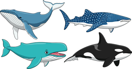 Vector Set of Large Whale Species Including Blue Whale, Humpback, Sperm Whale, and Killer Whale for Marine Life and Ocean Conservation Concept © sojibislam
