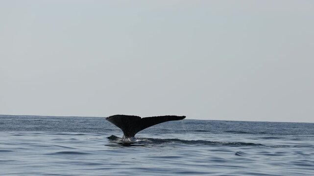 Humpback whale breaches and splashes back into the ocean near South Africa&rsquo;s Wild Coast during the Sardine Run. Powerful impact sends sprays of water as the massive whale dives back underwater.