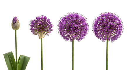 Allium flower bulb blooming into a spherical blossom over time, isolated on white background, representing growth and development