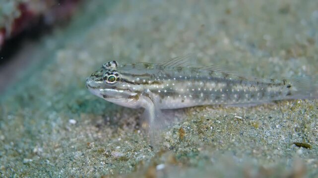 Close-up underwater shot of a small goby fish resting on sandy seabed