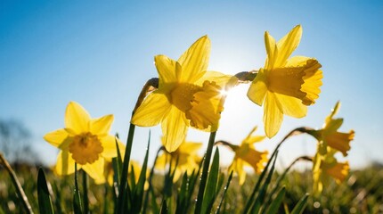 Obraz premium Daffodils blooming in sunlight against clear blue sky concept of Spring flowers 