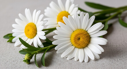 Obraz premium Close up of three white daisies with yellow centers on transparent background